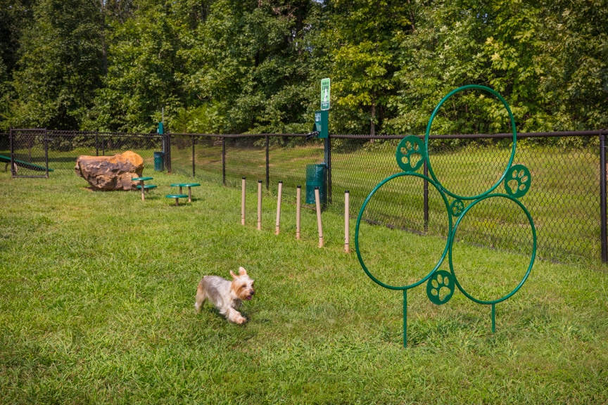 arbors at broadlands fenced in dog park with dog playing in agility course - jefferson apartment group