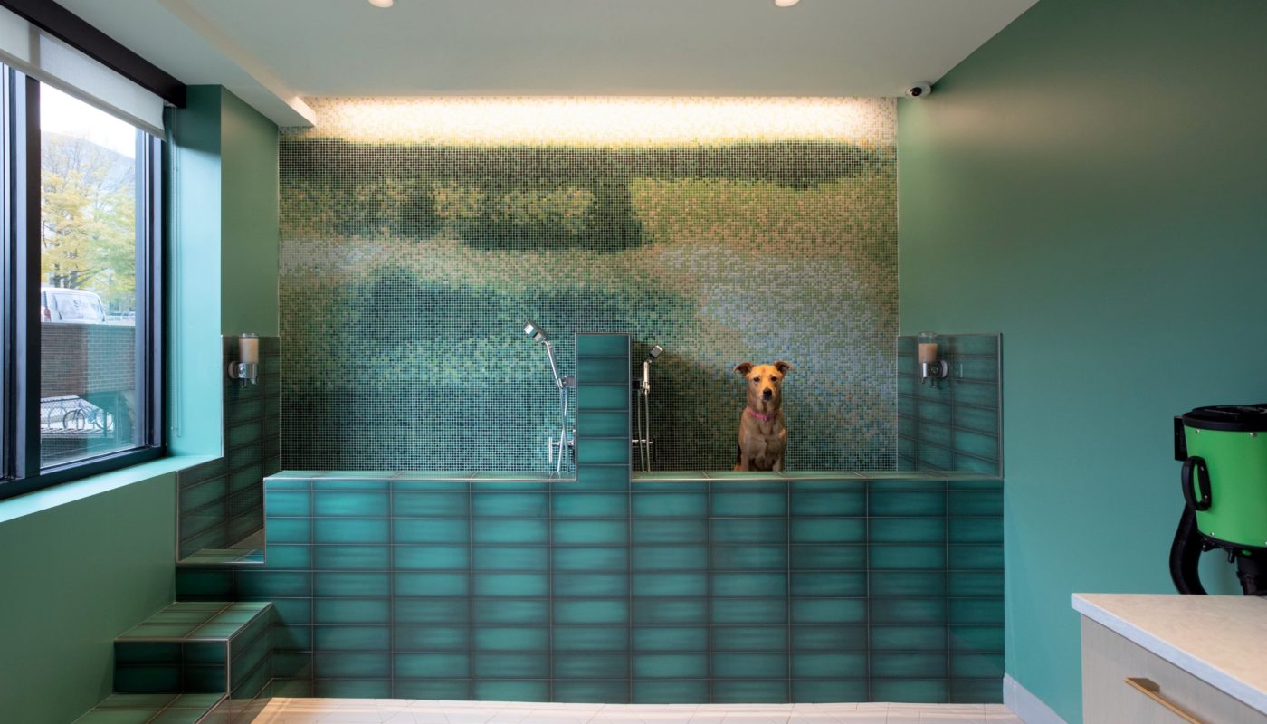 pet spa with dog lma longwood apartments green line boston j vue- lo
